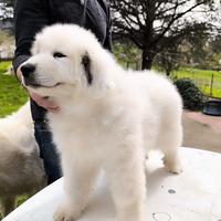 Cuccioli di cane da montagna dei Pirenei