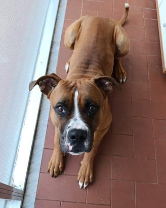 Incrocio tra boxer e amstaff