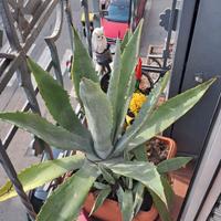 piante varie 
