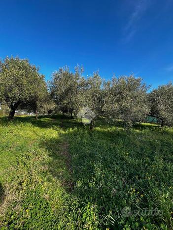 TER. RESIDENZIALE A ALBANO LAZIALE