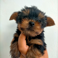 Cuccioli di Yorkshire toy