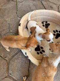 Cuccioli chihuahua