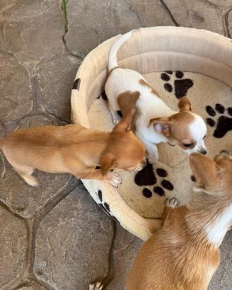 Cuccioli chihuahua