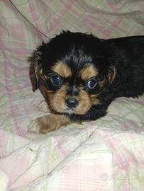 Cavalier King Charles Spaniel black and tan o ruby