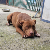 Pitbull