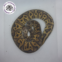 Serpente pitone reale