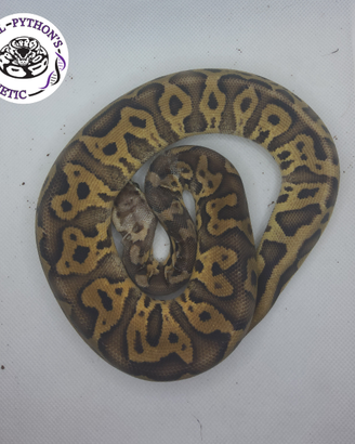 Serpente pitone reale