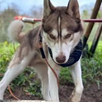 Husky desidera compagna /moglie