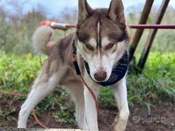 Husky desidera compagna /moglie