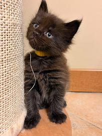 Maine coon con pedigree