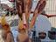 Immagine 4