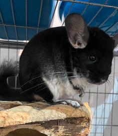 Cincillà black pearl