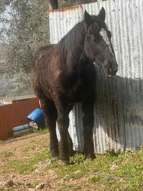Cavallo
