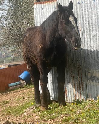 Cavallo