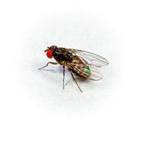 Drosophila Hydei