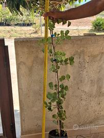 piante di carrubo selvatico 