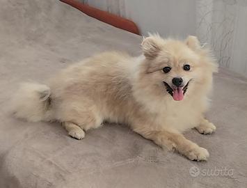 Volpino di Pomerania