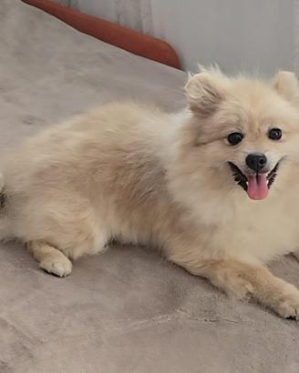 Volpino di Pomerania