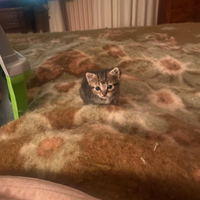 Gatto cucciola femmina 2 mesi