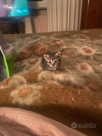 Gatto cucciola femmina 2 mesi