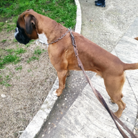 Boxer maschio per accoppiamento