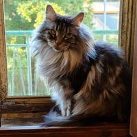 Maine Coon in REHOMING A RIMBORSO SPESE