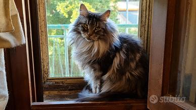 Maine Coon in REHOMING A RIMBORSO SPESE