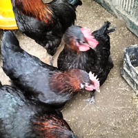 Marans