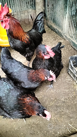 Marans