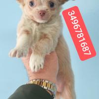 CHIHUAHUA stupendo bijoux pelo lungo