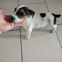 Jack Russell