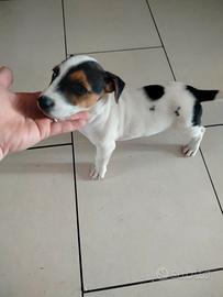 Jack Russell