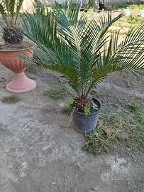 Pianta cycas