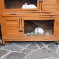 Copia di conigli razza Hermelin