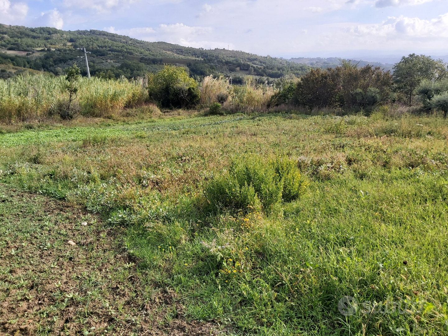Terreno con casolare/rudere e oliveto - Vista 4