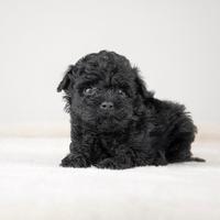 Cuccioli di Barboncino STUPENDI