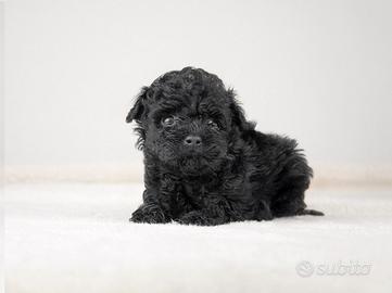 Cuccioli di Barboncino STUPENDI