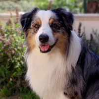 Pastore Australiano disponibile per Monta