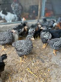 Pulcinotti razze ornamentali