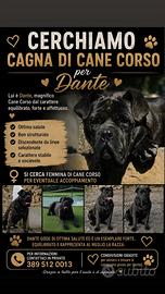 Cane corso