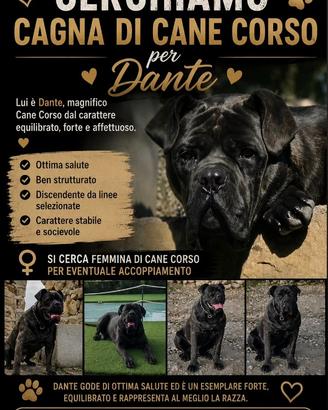 Cane corso