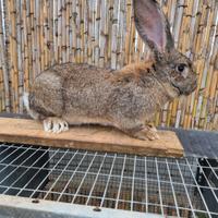 Coppia conigli giganti delle fiandre