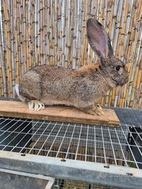 Coppia conigli giganti delle fiandre