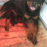 Cuccioli di Rottweiler