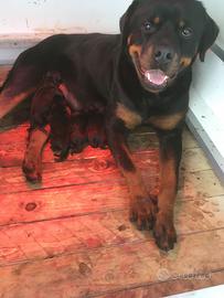 Cuccioli di Rottweiler