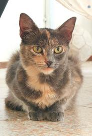Cucciola di gatta