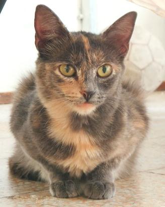 Cucciola di gatta