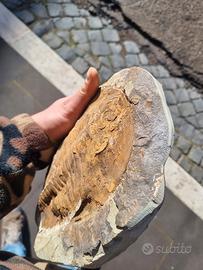 trilobite gigante