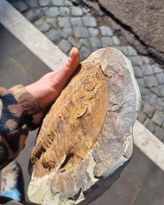 trilobite gigante