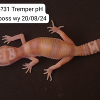 Geco leopardino Tremper